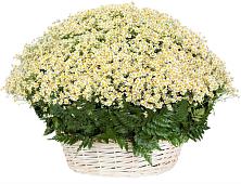 Цветочная композиция из Ромашки в корзине #REPLACE_PRED# Любани